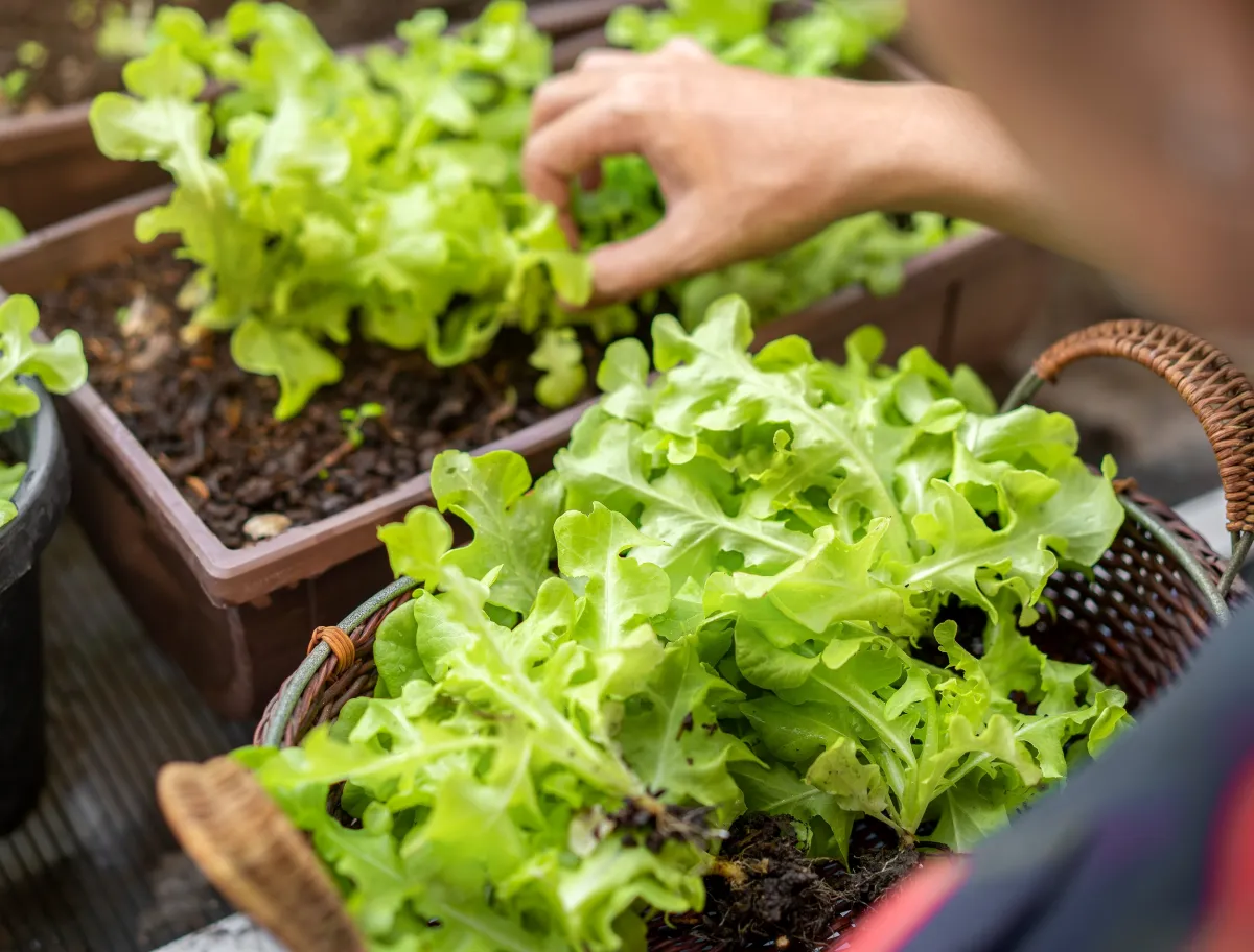salat anbauen in töpfen vor schädlingen schützen