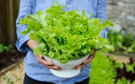 salat anbauen licht boden wasser für reiche ernte