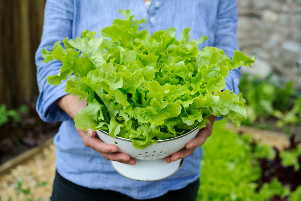 salat anbauen licht boden wasser für reiche ernte