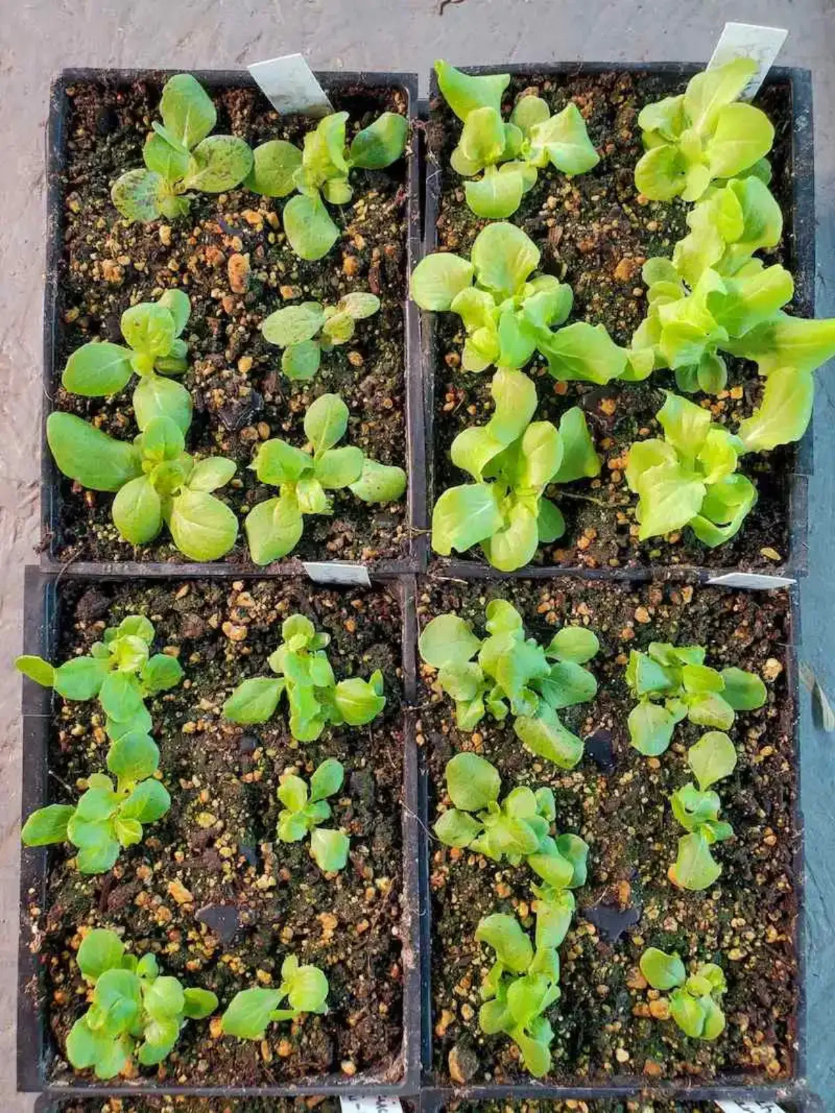salat pflanzen samen säen im frühjahr