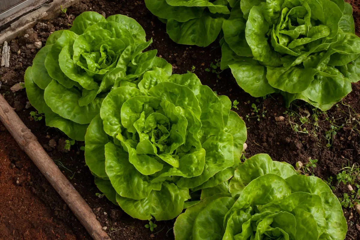 salatsorten wann und wo ausbauen