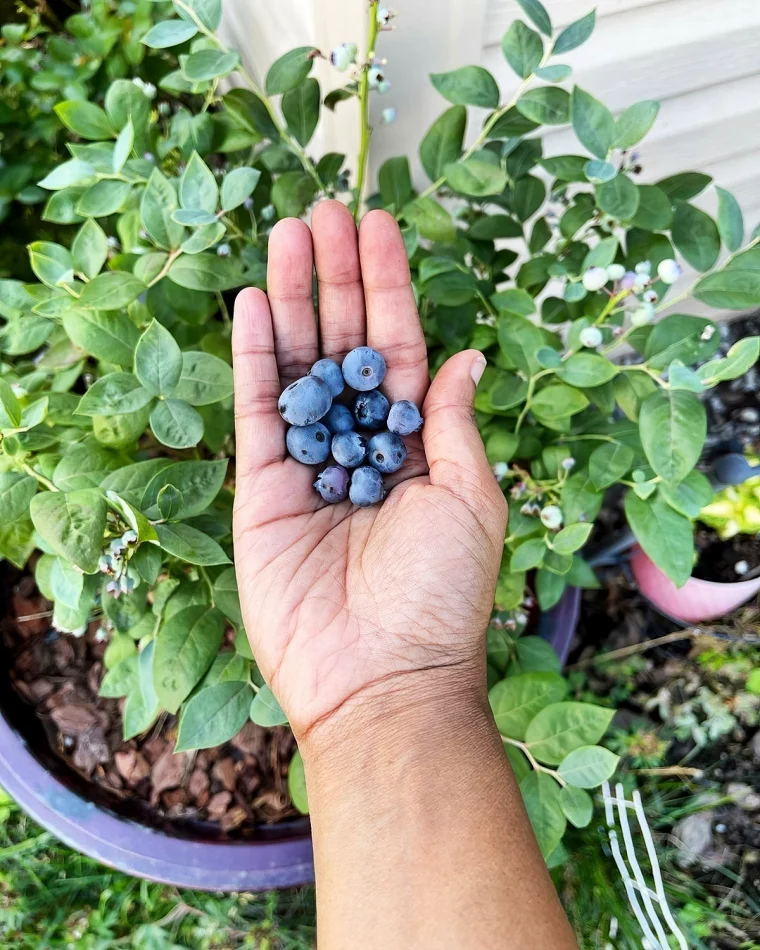 schlechte nachbarn fuer heidelbeeren blaubeeren in hand bushelandberry