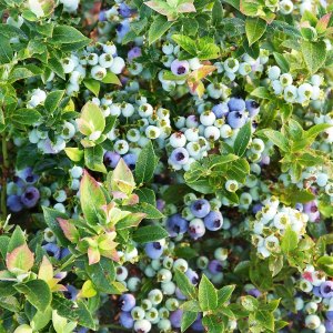 schlechte nachbarn fuer heidelbeeren strauch mit blauen beeren bushelandberry