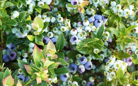 schlechte nachbarn fuer heidelbeeren strauch mit blauen beeren bushelandberry