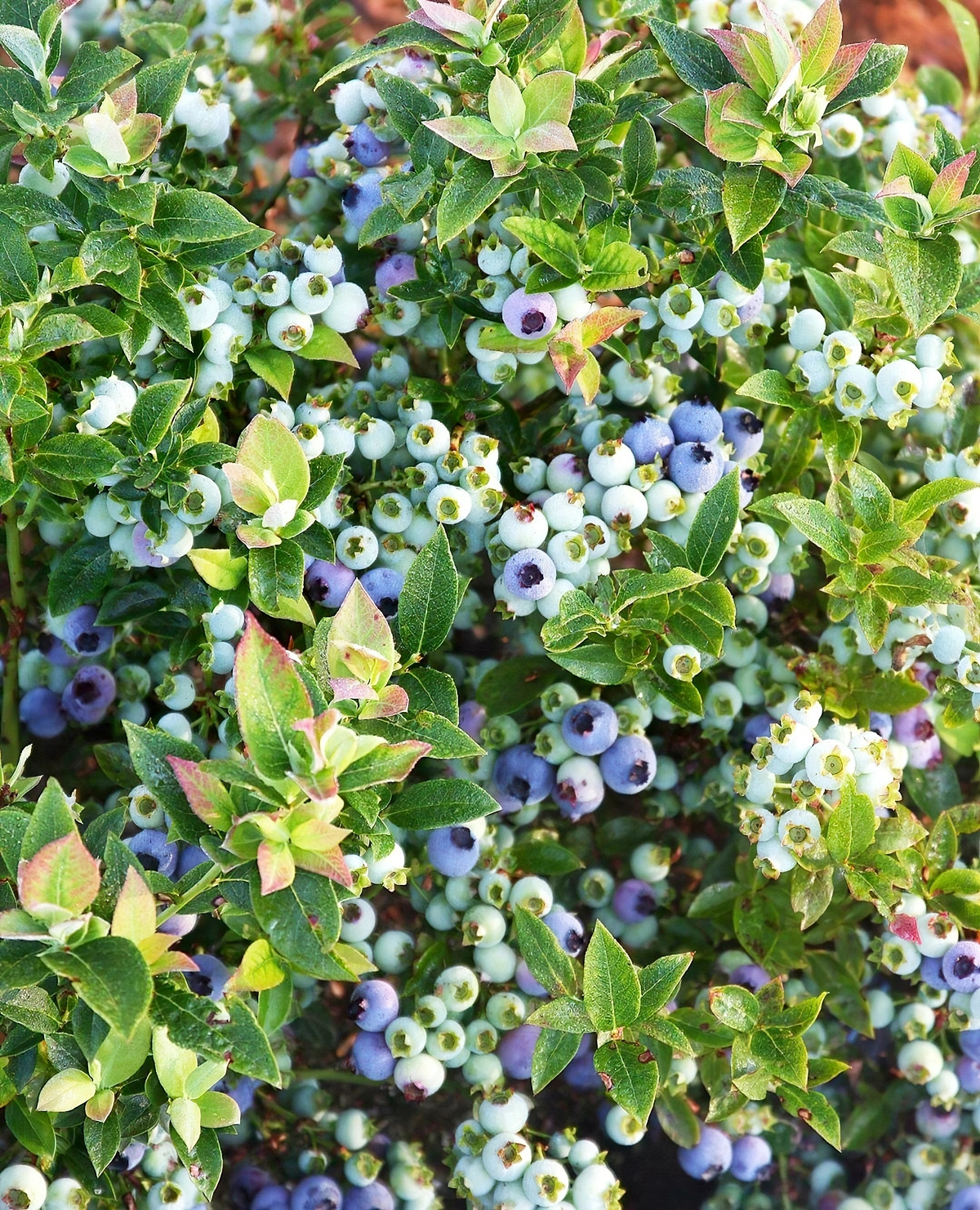 schlechte nachbarn fuer heidelbeeren strauch mit blauen beeren bushelandberry