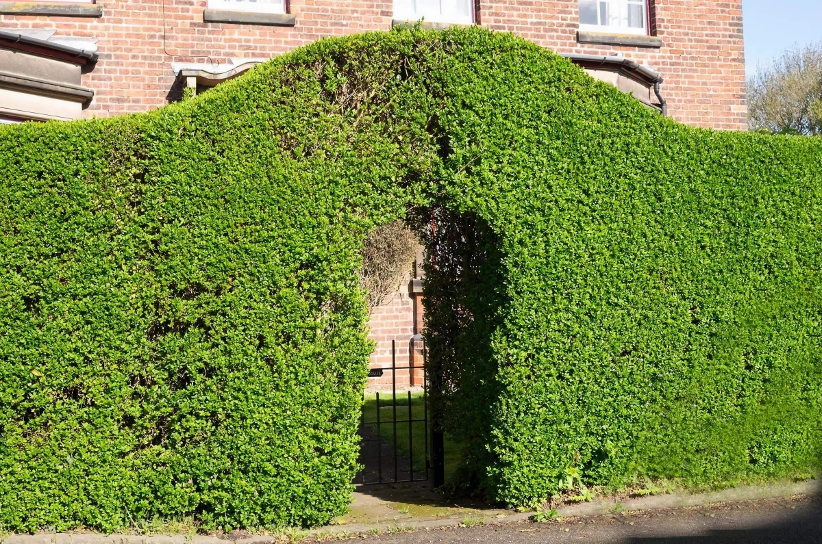 schoene hecke im garten