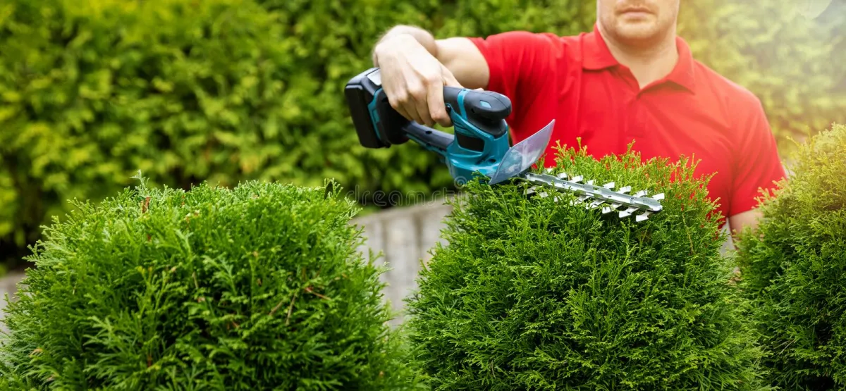 spitze thuja hecke schneiden höhe markieren