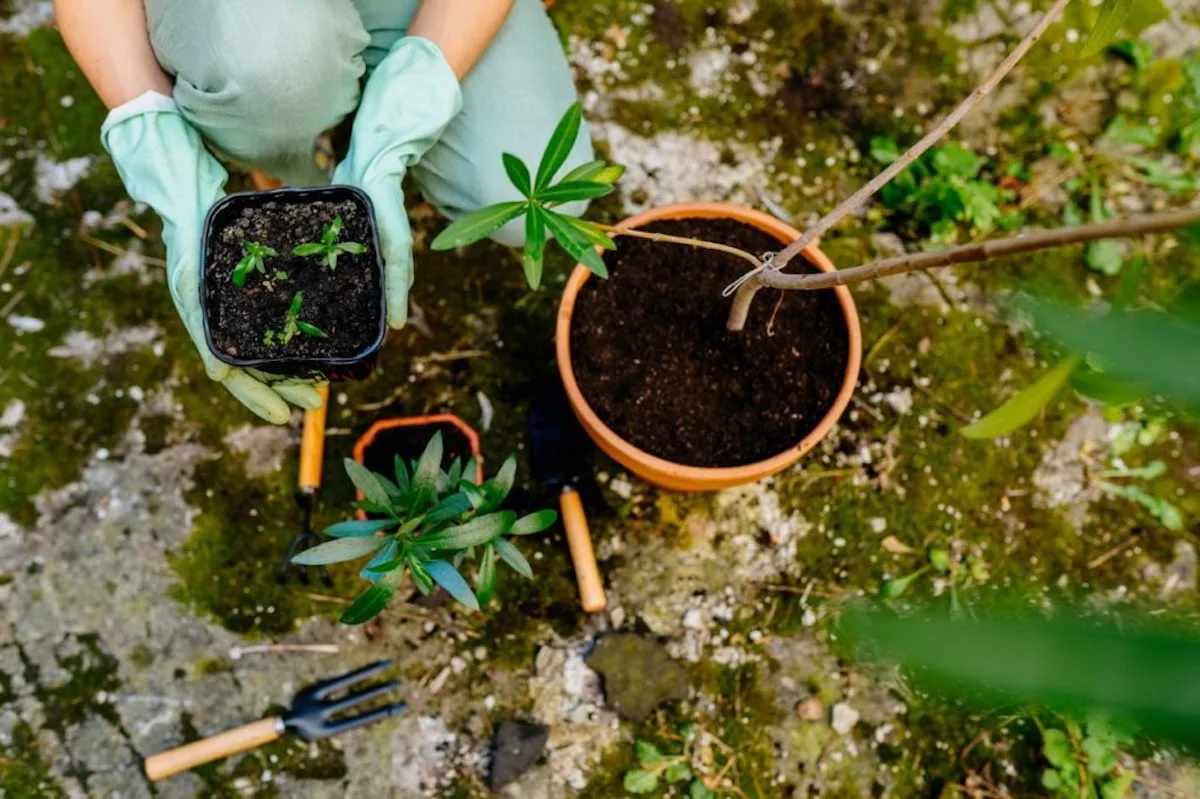 tipps fuer oleander umtopfen und schneiden