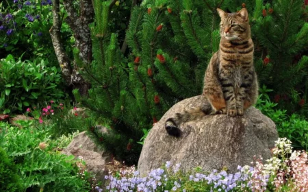 tipps gegen katzen im beet katze auf stein blumen im garten
