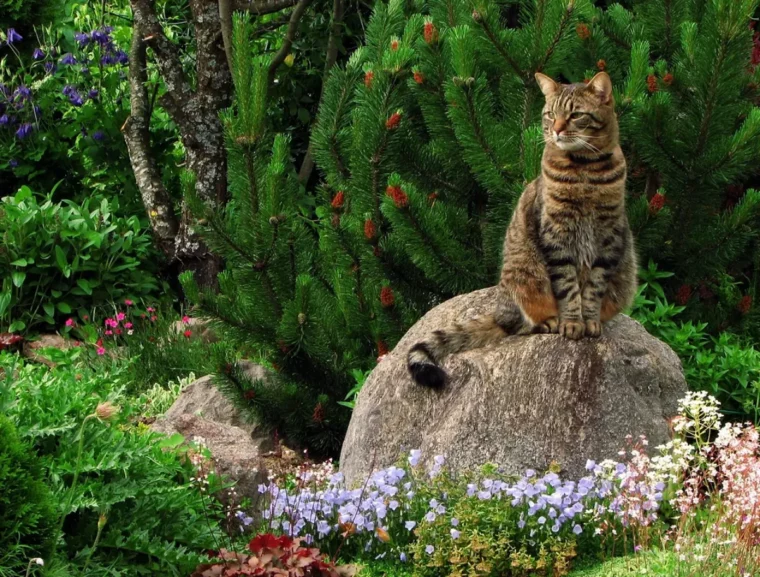 tipps gegen katzen im beet katze auf stein blumen im garten