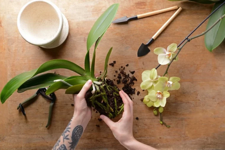 tipps und tricks fuer orchideen wurzeln schneiden