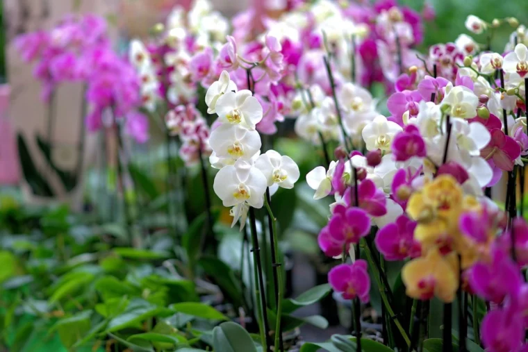 tipps und tricks orchideen duengen mit hefe
