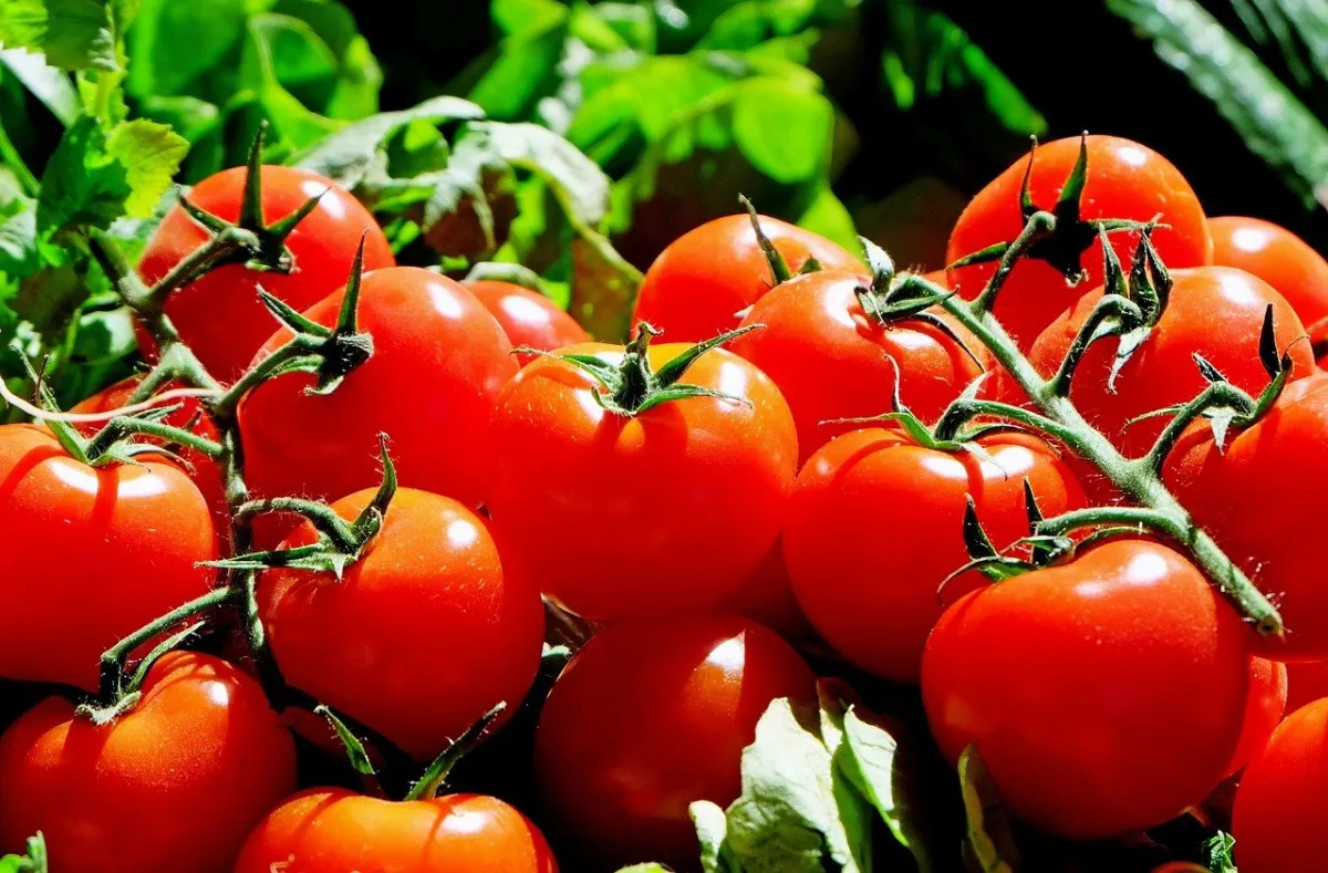 tipps zur perfekten tomate aus dem garten mulch verwenden