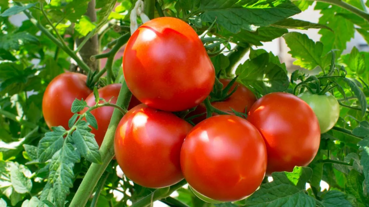 tomaten anbauen erfolgreich mulch verwenden