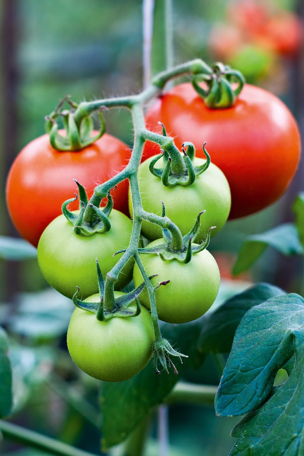 tomaten anbauen was beachten zu viel dünger vermeiden