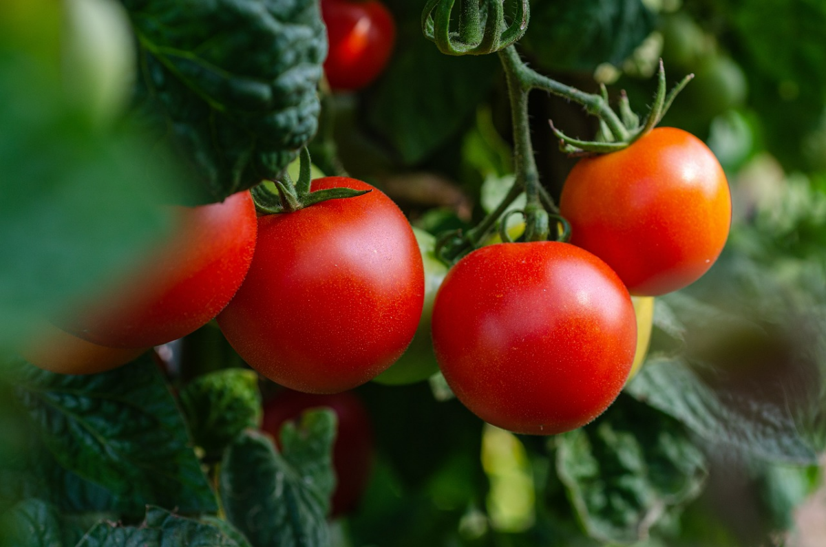 tomaten duengen mit hausmitteln in den verschiedenen wachstumsphasen