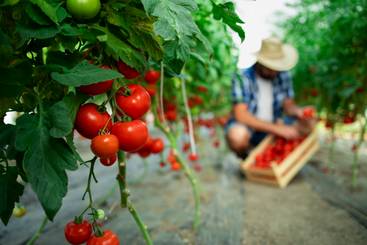 tomaten duenger selber herstellen oraganischer tomantenduernger