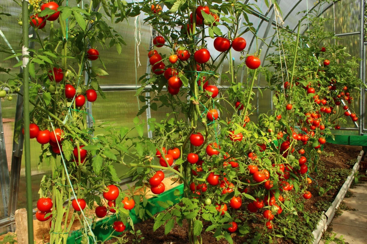 tomaten im gewaechshaus anbauen