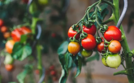 tomaten vorziehen fehler vermeiden falsche abstände