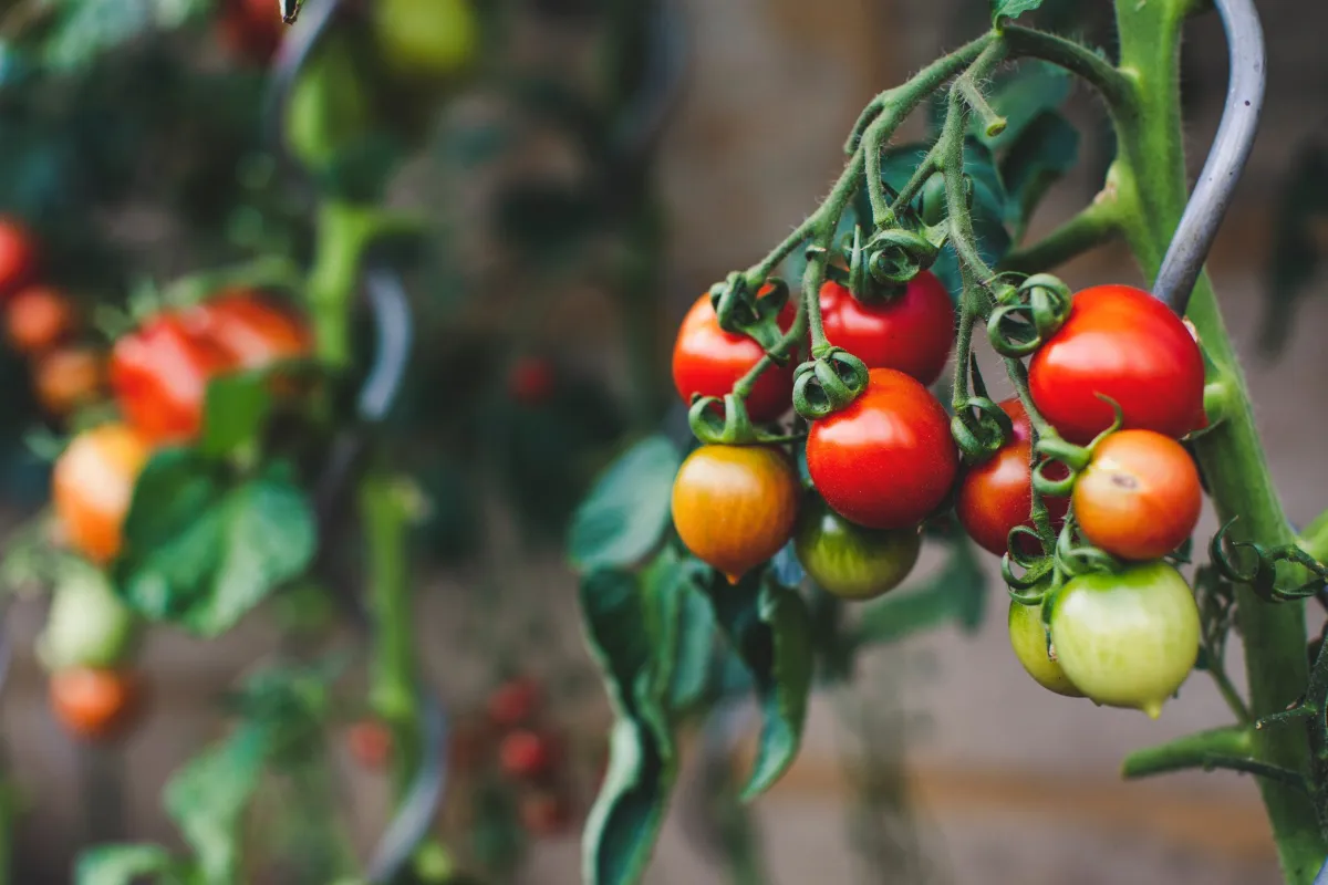 tomaten vorziehen fehler vermeiden falsche abstände