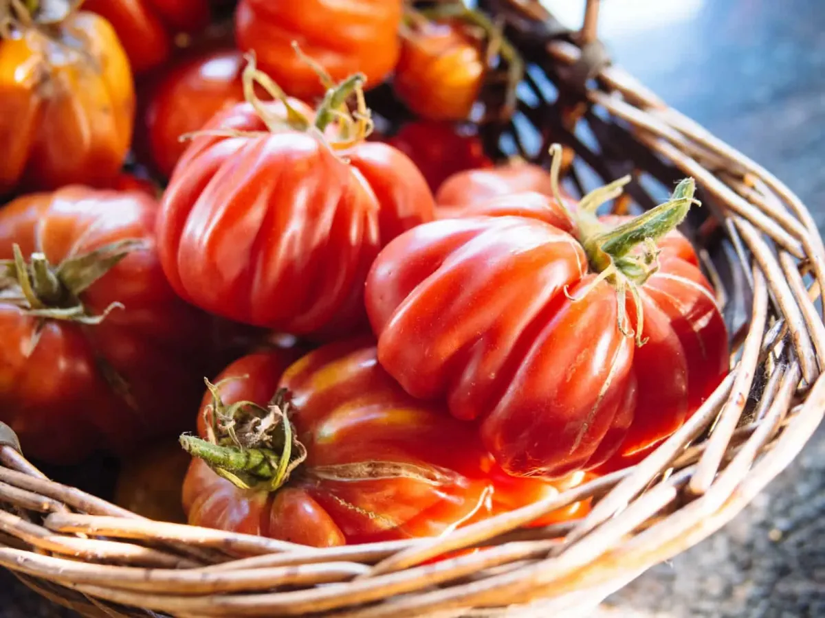 tomaten vorziehen tipps für eine dicke ernte