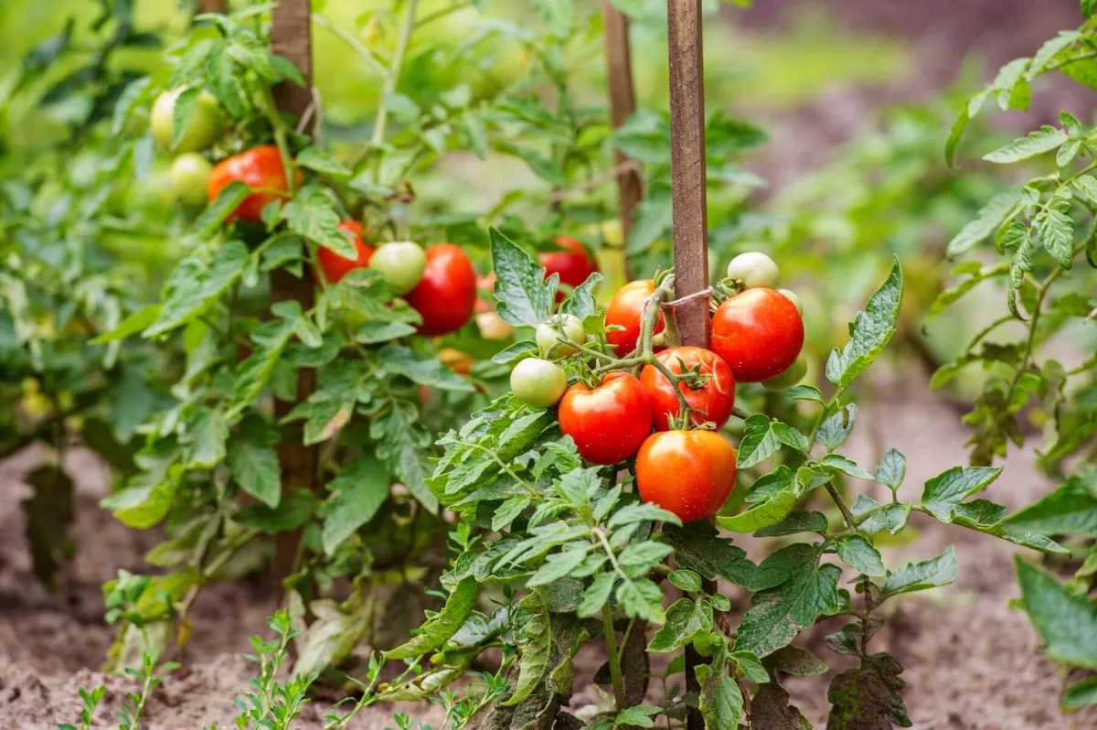 tomaten vorziehen tipps regelmäßig bewässern