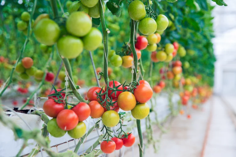 tomatenduenger selbst herstellen tomatenpflanzen duengen