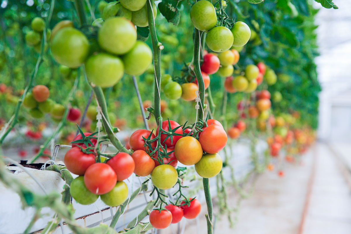 tomatenduenger selbst herstellen tomatenpflanzen duengen
