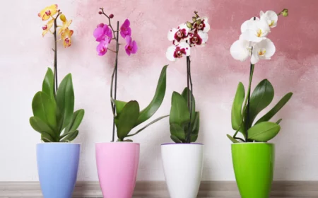 vier bunte töpfe mit bunten orchideen auf holzboden auf rosa hintergrund