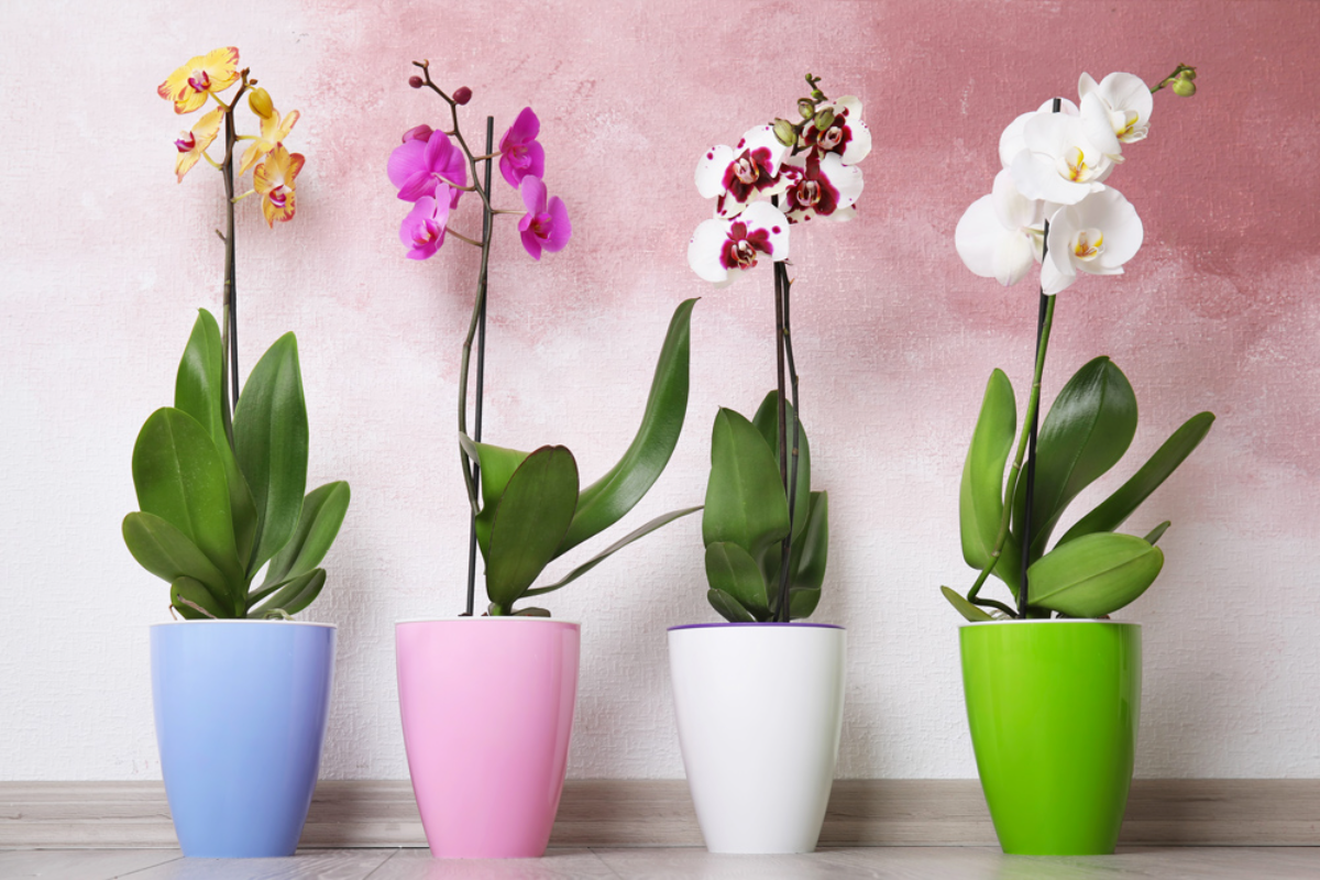 vier bunte töpfe mit bunten orchideen auf holzboden auf rosa hintergrund