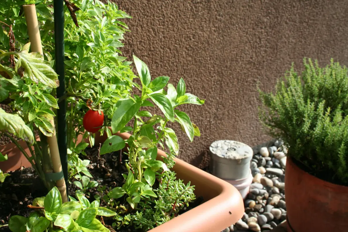 warum geht basilikum so schnell ein wo fuehlt sich basilikum am besten basilikum neben tomaten im hochbeet pflanzen