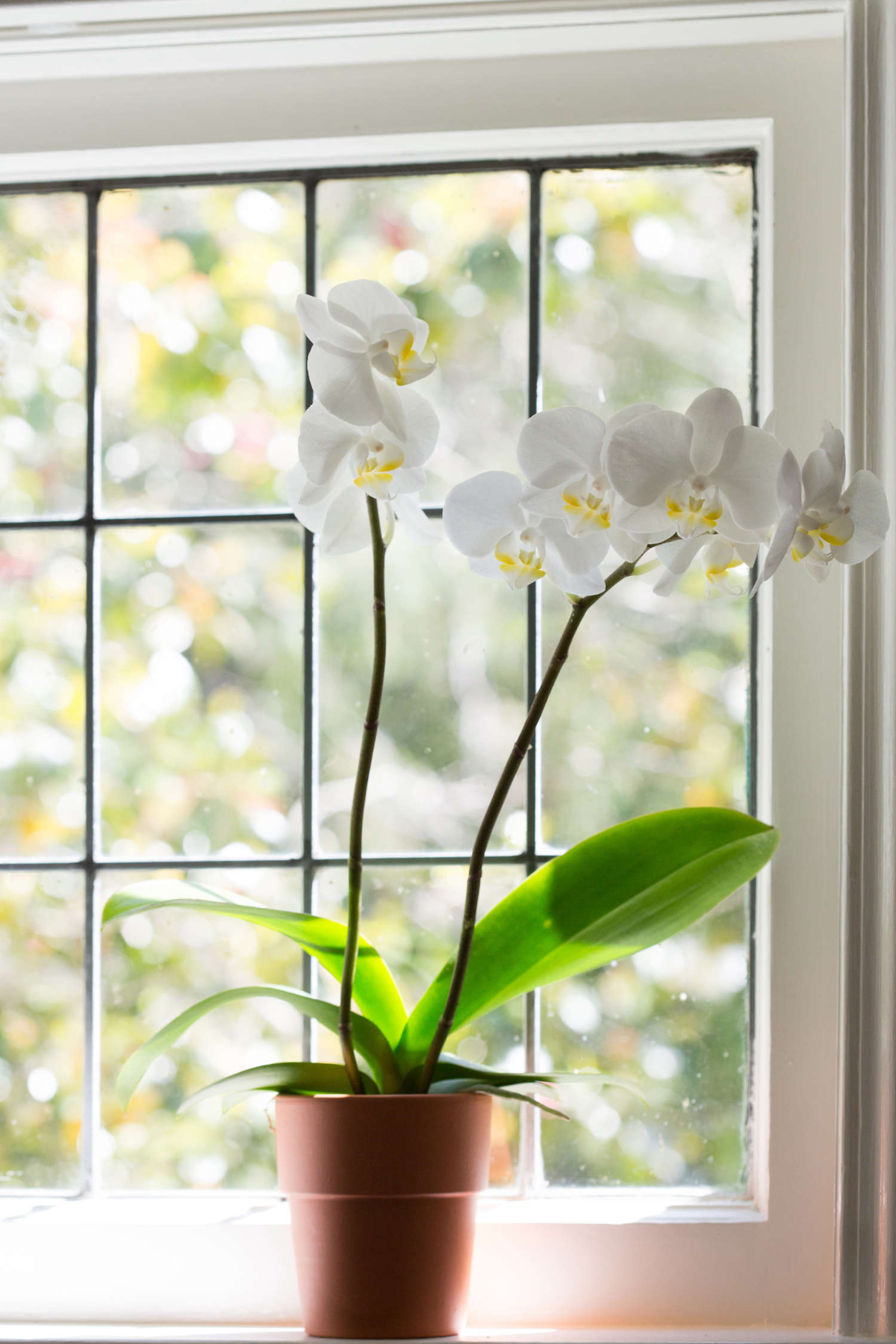 weiße orchidee in braunem topf neben dem fenster das dem sonnenlicht ausgesetzt ist