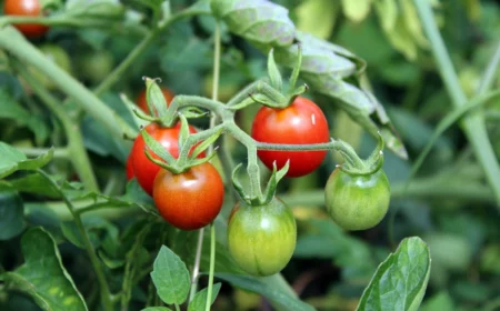 welche natuerliche duenger fuer tomaten