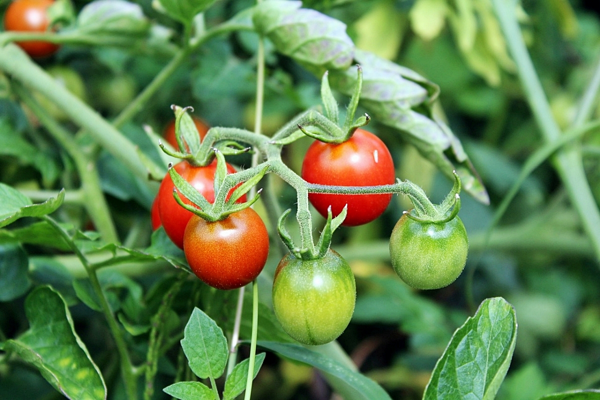 welche natuerliche duenger fuer tomaten