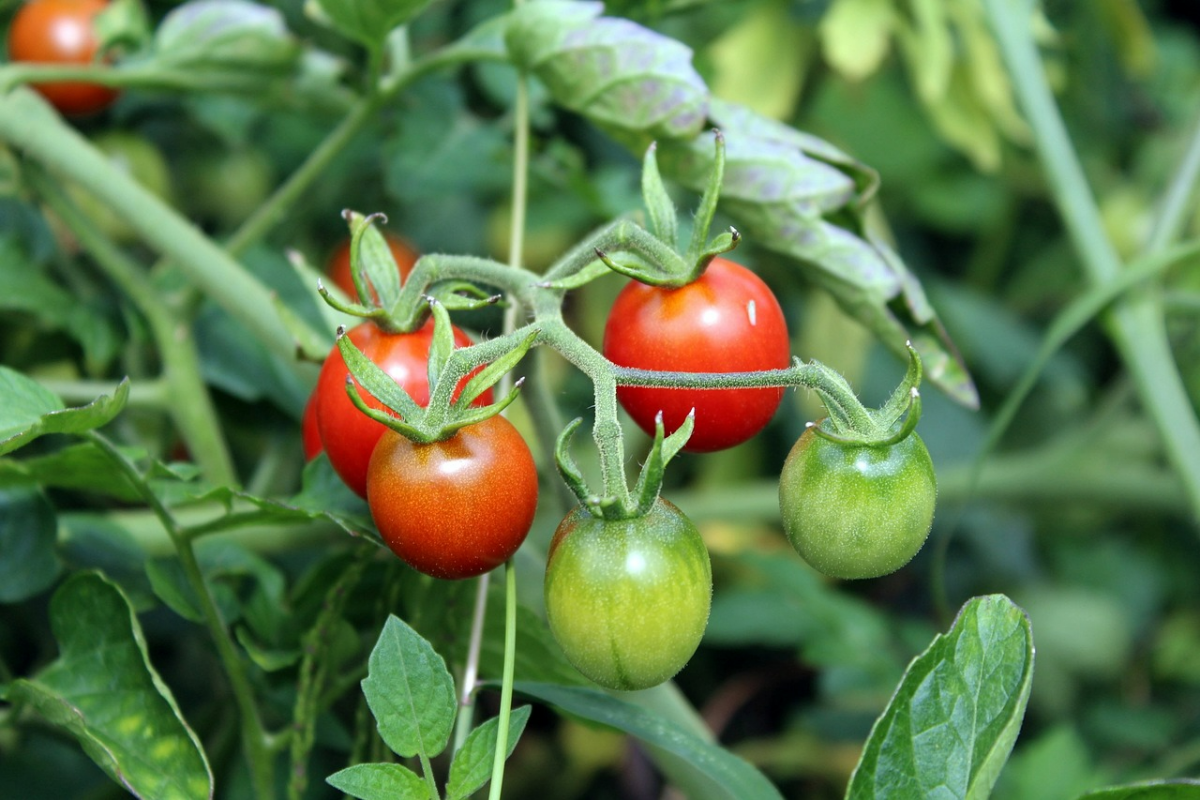 welche natuerliche duenger fuer tomaten