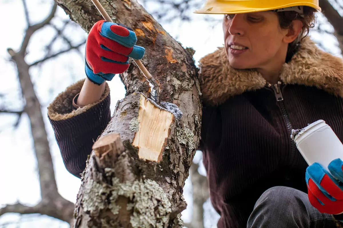 wie die rinde des apfelbaums reparieren baumwunde reinigen