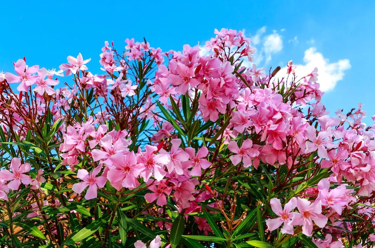 wie koennen sie oleander umtopfen und schneiden