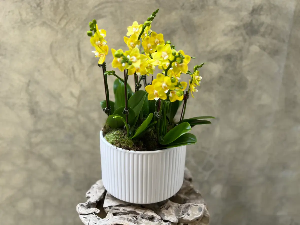 wie lange muss eine orchidee im wasser stehen orchideen mit kaffe zum bluehen bringen weisser topf mit gelber orchideen