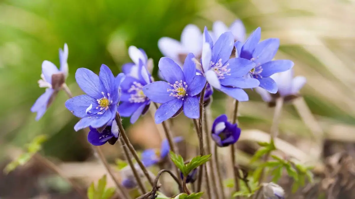 wie sehen leberbluemchen aus bluetezeit leberbluemchen lila