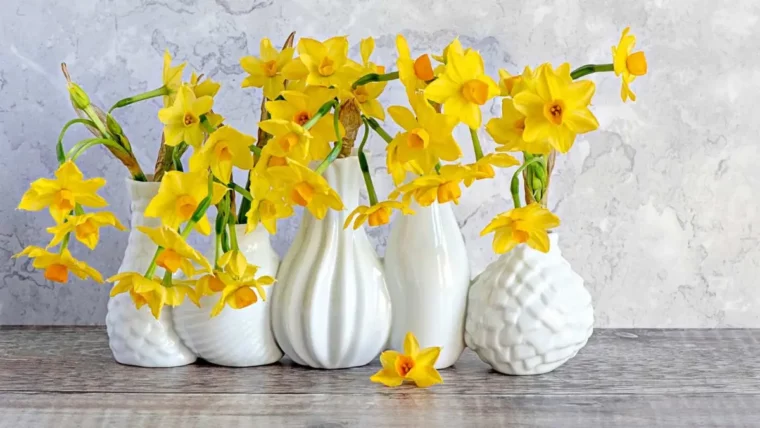 wieviel wasser brauchen narzissen in der vase fuenf weisse vasen mit gelben narzissen