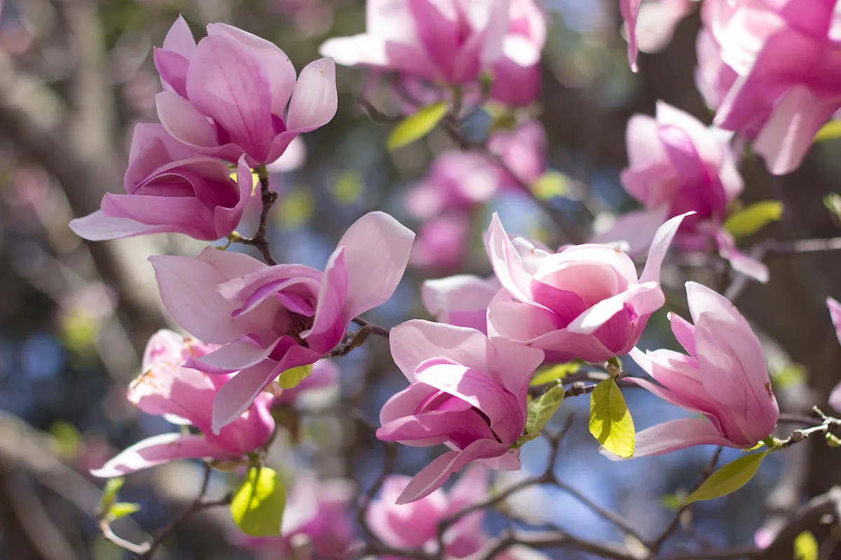 ziergarten im märz magnolien pflegen