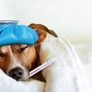 brauner hund im bett liegend mit termometer im maul und blauem handtuch auf dem kopf