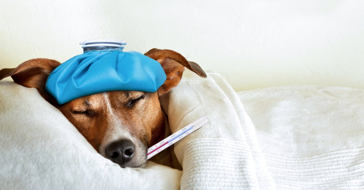 brauner hund im bett liegend mit termometer im maul und blauem handtuch auf dem kopf