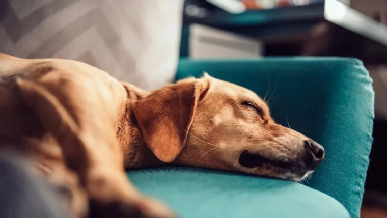 brauner hund schläft auf blauer couch