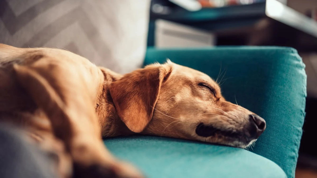brauner hund schläft auf blauer couch
