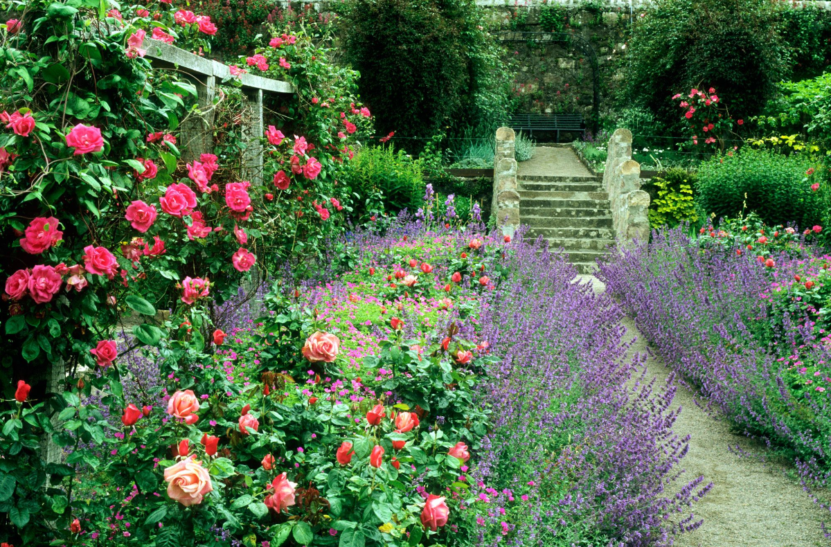 cottage stil ideen für kleinen vorgarten mit rosen und lavendel