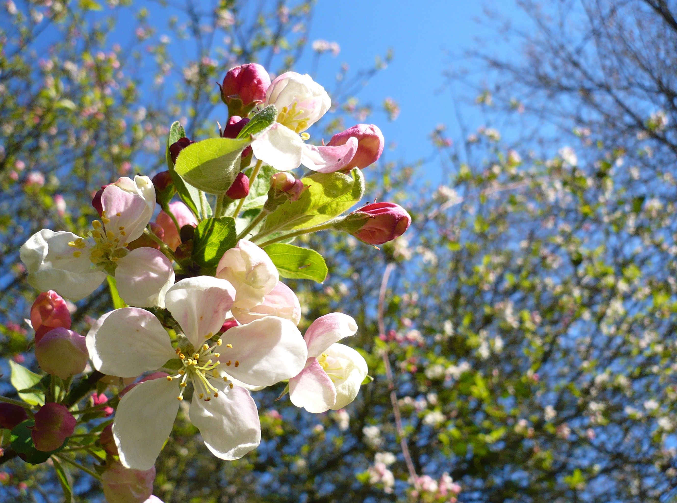 crab apple tree blossom