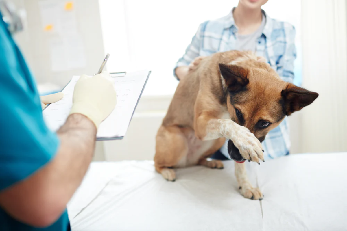 deutscher schäferhund versteckt sein gesicht vor dem tierarzt