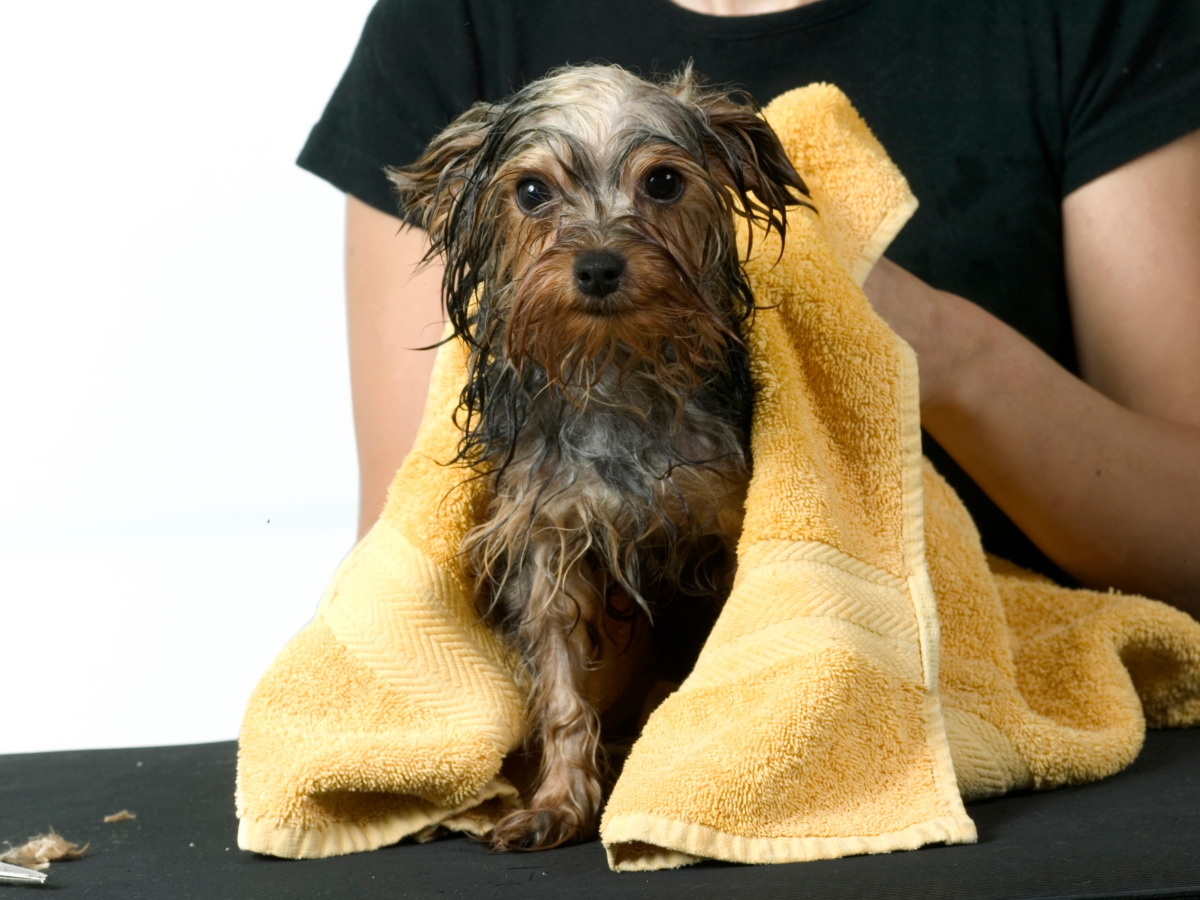 hund mit gelbem handtuch im badezimmer