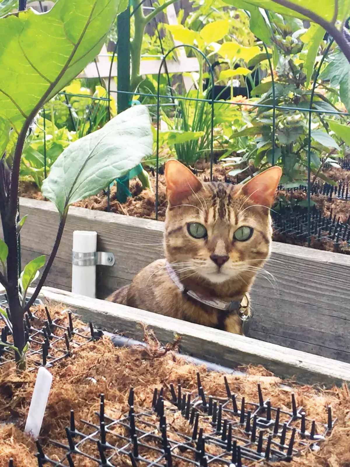 katze schaut auf hindernisse in der pflanze im garten
